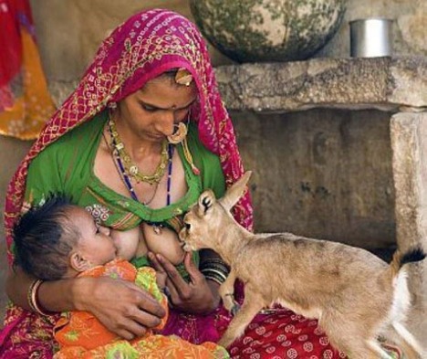 Một phụ nữ Bishnoi cho thú rừng bú chung với con của mình.